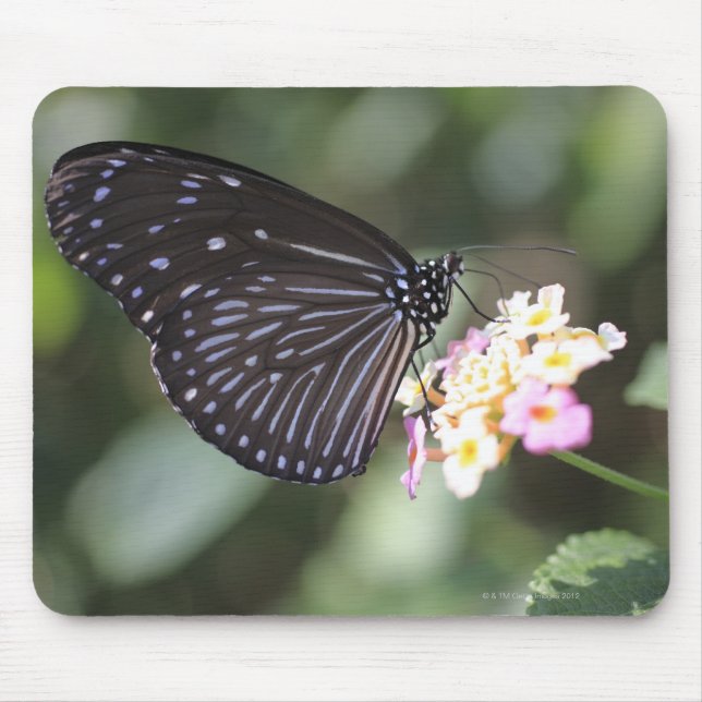 Tapis De Souris Papillon noir et bleu sur la fleur (Devant)