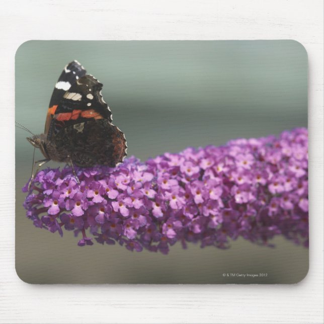 Tapis De Souris Papillon paon sur fleur (Devant)
