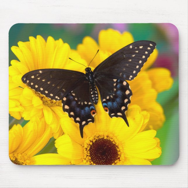 Tapis De Souris Papillon Papilio polyxenes (Devant)