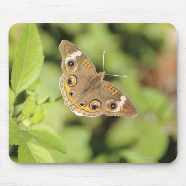 Tapis De Souris Papillon rouge commun, Junonia coenia. (Devant)