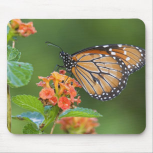 Tapis De Souris Papillon soldat (Danaus eresimus) en train de se n