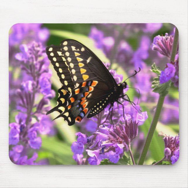 Tapis De Souris Papillon - Swallowtail américain sur fleur de Kit  (Devant)