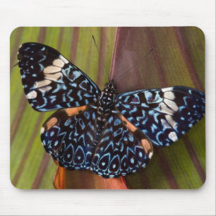 Tapis De Souris Papillon Tropical