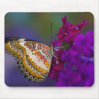 Papillon Tropical sur Fleurs Violettes