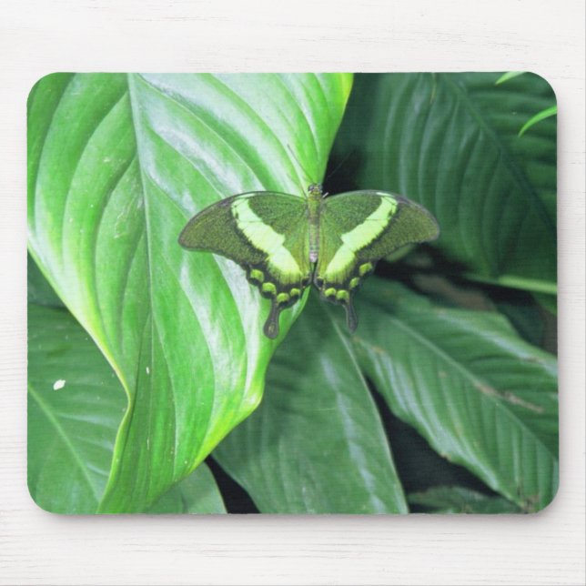 Tapis De Souris Papillon vert (Devant)
