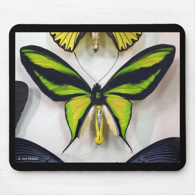 Tapis De Souris Paradise birdwing , Ornithoptera paradisea (Devant)