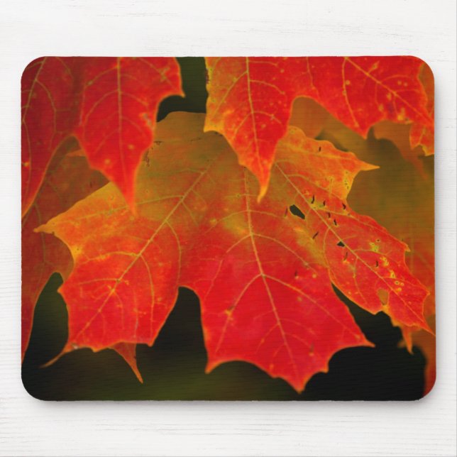 Tapis De Souris Parc d'État d'Itasca, couleurs d'automne 2 (Devant)