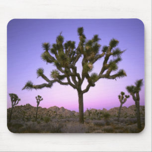 TAPIS DE SOURIS PARC NATIONAL DE JOSHUA TREE, CALIFORNIE. ÉTATS-UN