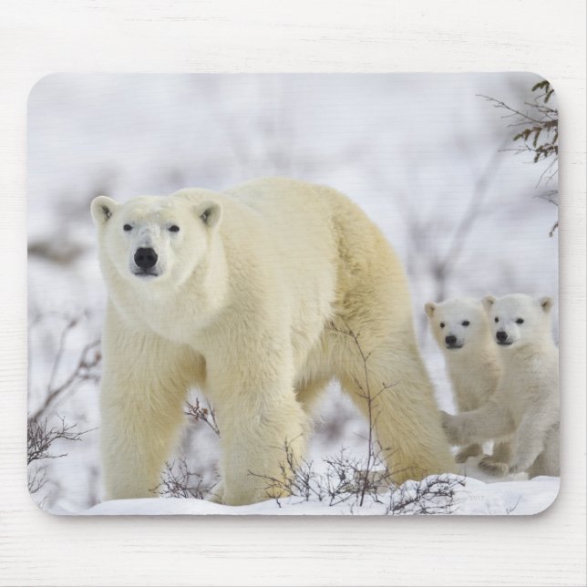Tapis De Souris Parc national Wapusk, Canada. (Devant)