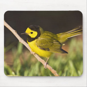 Tapis De Souris Paruline à capuchon Wilsonia citrina)