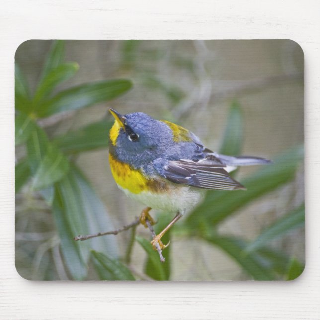 Tapis De Souris Paruline à collier (Parula americana) (Devant)
