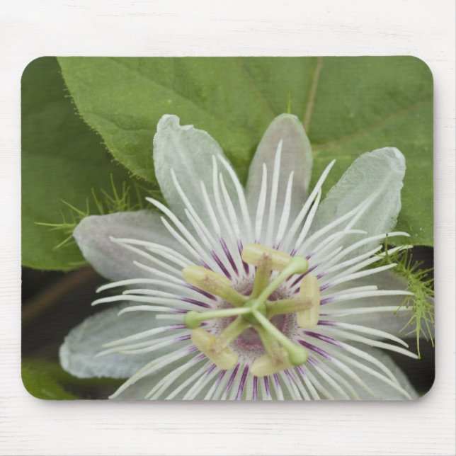 Tapis De Souris Passiflore de Galapagos Passiflora foetida (Devant)