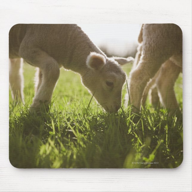 Tapis De Souris Pâturage des moutons dans l'herbe (Devant)
