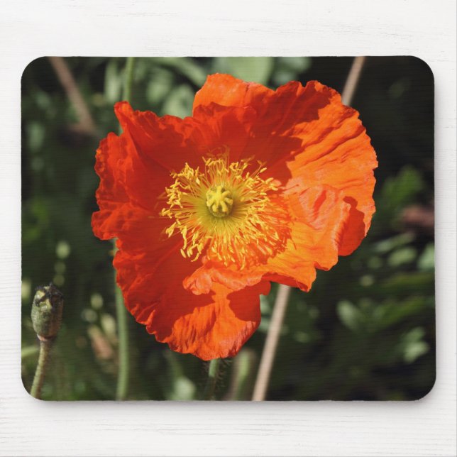 Tapis De Souris Pavot gallois (orange) (Devant)