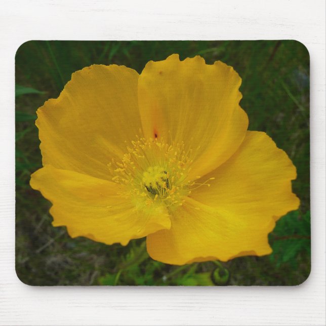 Tapis De Souris Pavot jaune Fleur sauvage de l'Alaska Floral (Devant)