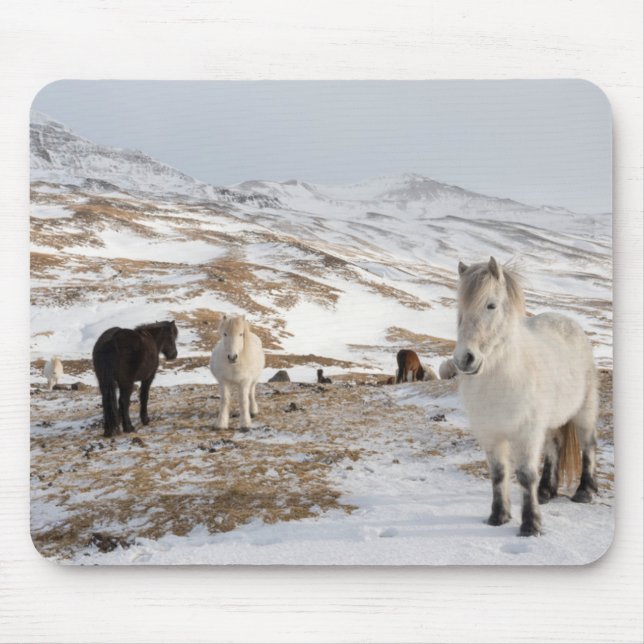 Tapis De Souris Paysage avec chevaux islandais (Devant)