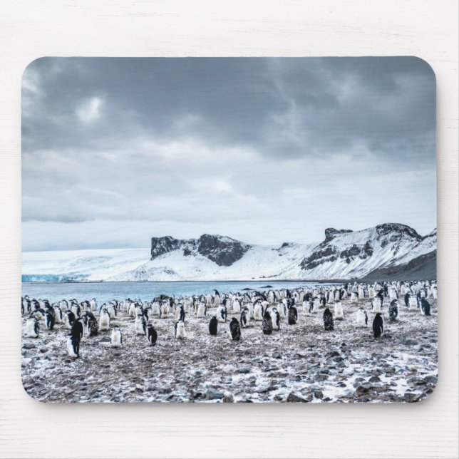 Tapis De Souris Paysage de colonie de pingouin de jugulaire (Devant)
