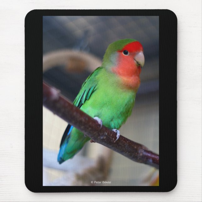 Tapis De Souris Peach-faced lovebird (Devant)