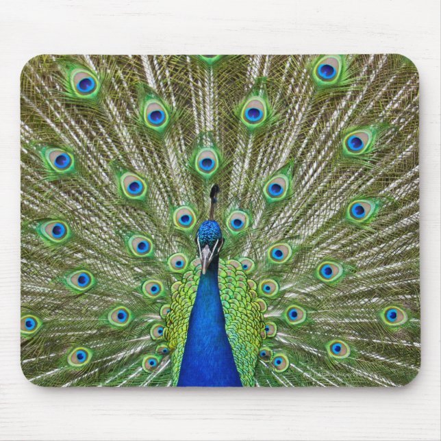 Tapis De Souris Peacock montrant ses plumes (Devant)