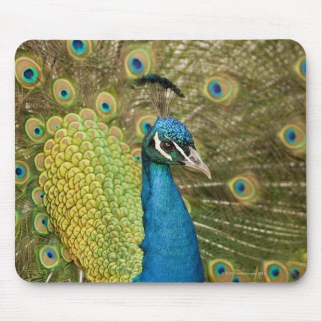 Tapis De Souris Peacock strutting (Devant)