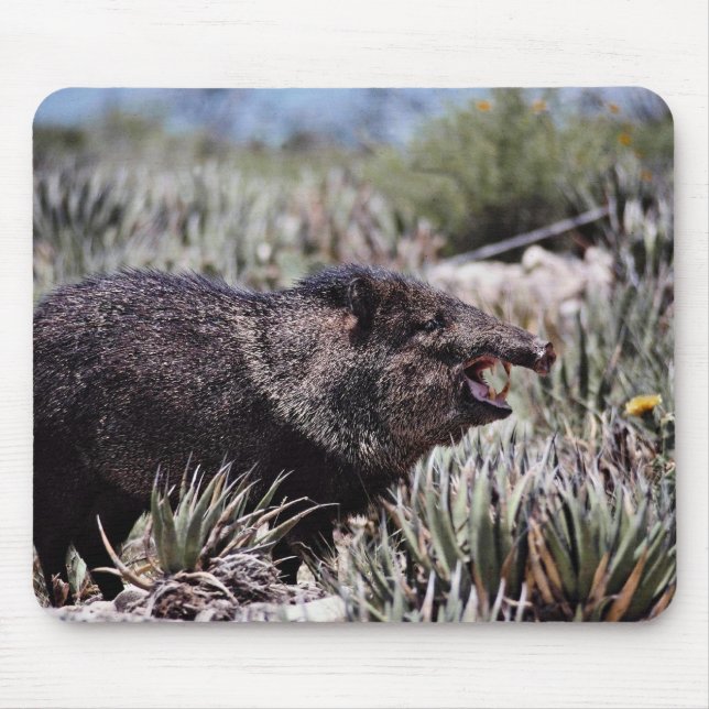 Tapis De Souris Peccary colleté (javelina) baîllant parmi la (Devant)