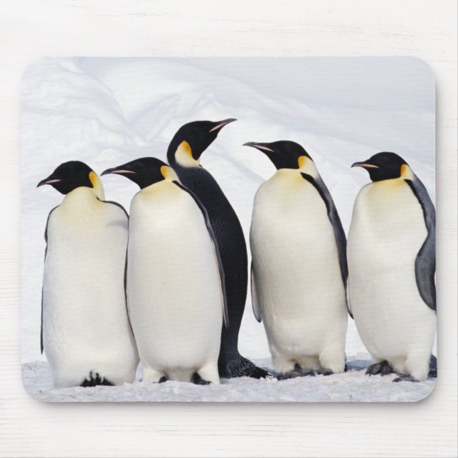 Tapis De Souris Penguins empereurs (Devant)