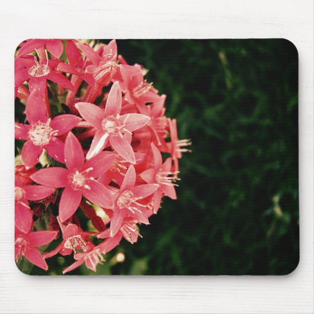 Tapis De Souris Pentas rose (Devant)