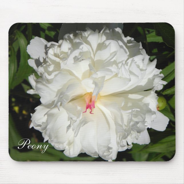 Tapis De Souris peony gros plan Paeonia lactiflora (Devant)