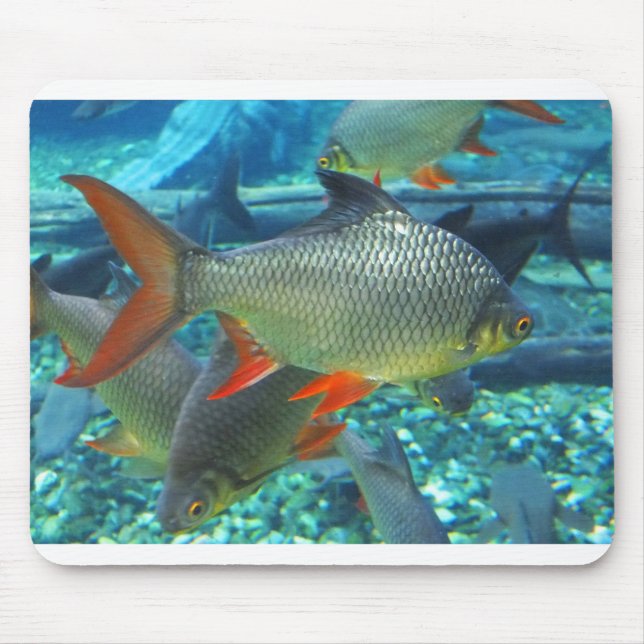 Tapis De Souris Perche poisson (Devant)