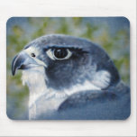Tapis De Souris Peregrine-aérographe<br><div class="desc">Les faucons pèlerins sont des rapaces de taille de corbeau,  célèbres pour leur vitesse et leur beauté. L'artiste de la faune Kathie Miller a capturé ce magnifique oiseau de proie avec l'aérographe.</div>