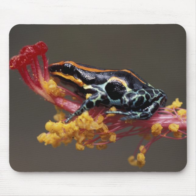 Tapis De Souris Pérou, Forêt tropicale péruvienne. Grenouille flèc (Devant)