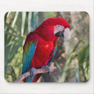 Tapis De Souris Perroquet