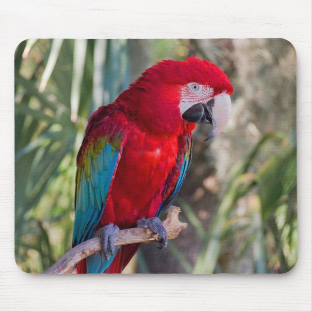 Tapis De Souris Perroquet (Devant)