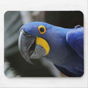 Tapis De Souris Perroquet Macaw Bleu Et Jaune