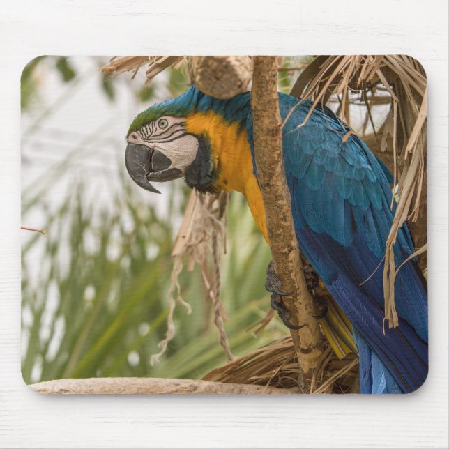 Tapis De Souris perroquet, oiseau, assis (Devant)