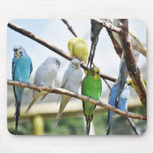 Tapis De Souris perroquet, oiseau, assis
