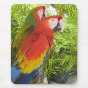 Tapis De Souris Perroquets