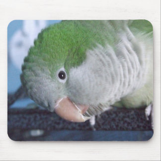 Tapis De Souris Perruche de quaker de Doin'? de Whatcha