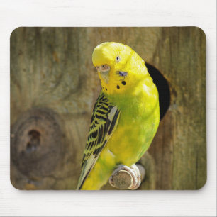 Tapis De Souris perruche, nature, perroquet jaune