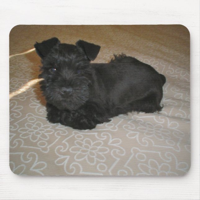 Tapis De Souris petit chiot schnauzer (Devant)