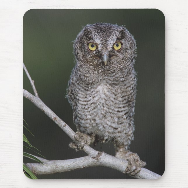 Tapis De Souris Petit-duc maculé, Megascops asio, Otus 2 (Devant)