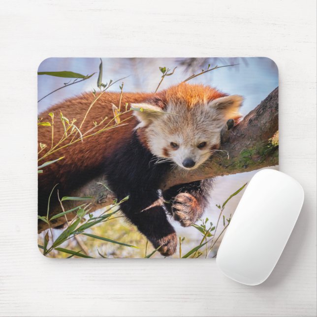 Tapis De Souris Petit panda rouge pâle (Avec souris)