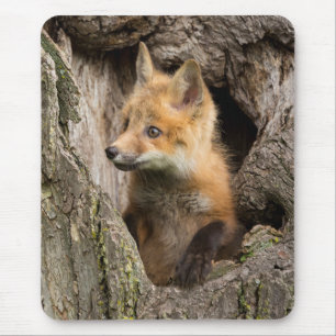 Tapis De Souris Petit Renard rouge dans un arbre Hollow
