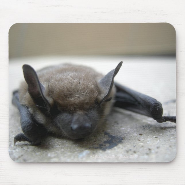 Tapis De Souris Petite chauve-souris brune (Myotis lucifugus) (Devant)