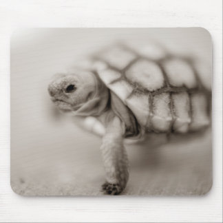Tapis De Souris Petite tortue