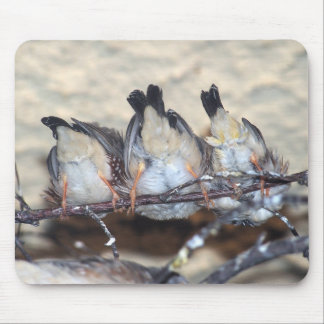 Tapis De Souris Petits oiseaux sur une branche