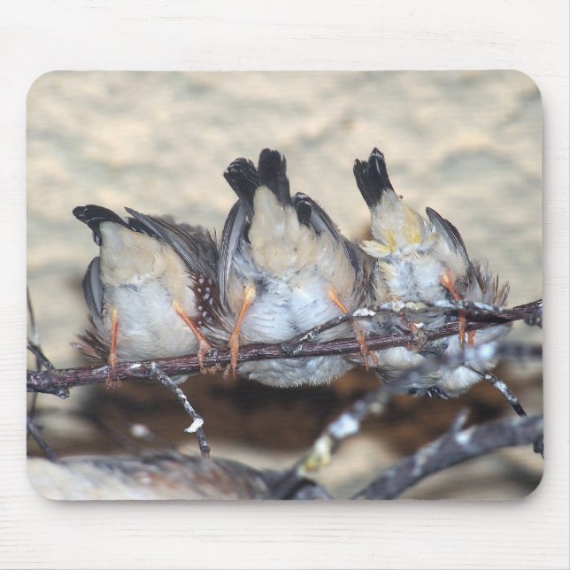 Tapis De Souris Petits oiseaux sur une branche (Devant)