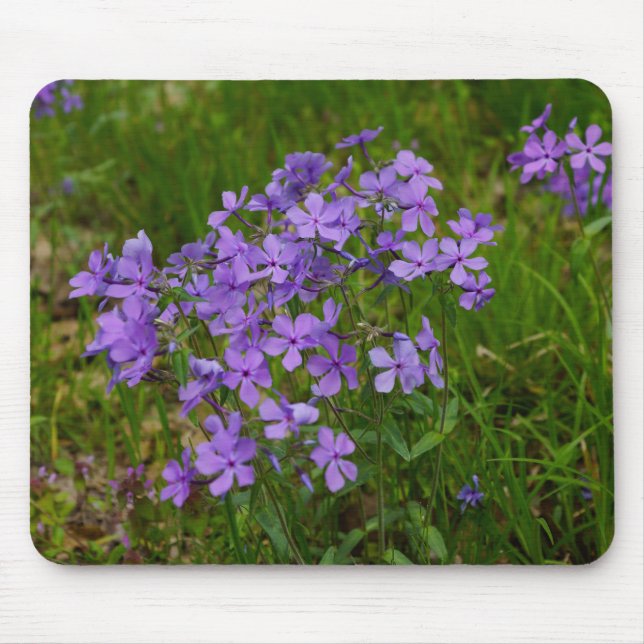 Tapis De Souris Phlox bleu sauvage (Devant)