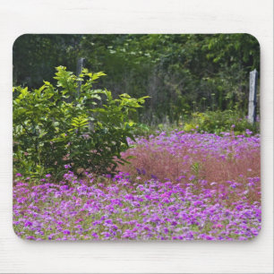 Tapis De Souris Phlox de Drummond, Phlox drummondi, Hilton Head