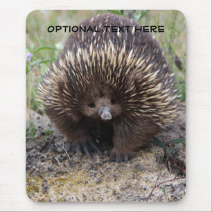 Tapis De Souris Photo animale mignonne d'Echidna australien